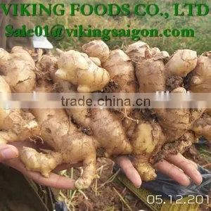 FRESH GINGER _ HIGH QUALITY thumbnail-4