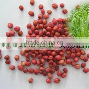 2016 Newest Forage Grass Seeds Gaodan Grass Seeds Sorghum Sudan Grass Seeds For Growing thumbnail-5