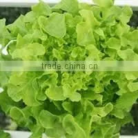 Organic Fresh Lettuce Green Oak thumbnail-1