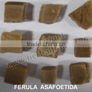 FERULA ASSAFOETIDA thumbnail-1
