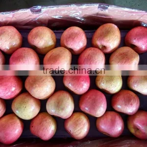 2015 Shandong FUJI APPLE thumbnail-4