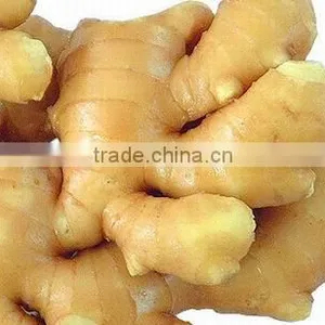 Fresh Ginger thumbnail-1