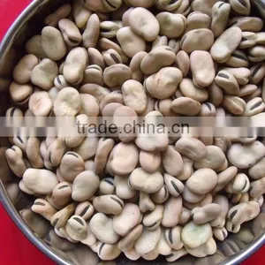 Price of Broad Beans / Faba Beans / Fava Beans for Cannery thumbnail-3
