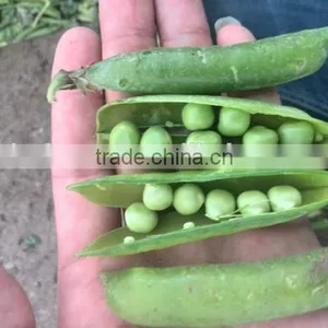 Frozen Green Pea thumbnail-6