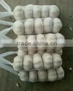 Chinese White Garlic thumbnail-1