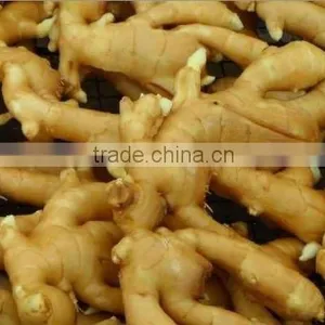 Fresh Yellow Ginger,thin Ginger thumbnail-1