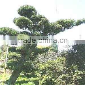 Landscape Plants Podocarpus Macrophyllus Bonsai Tree thumbnail-1