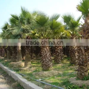 Washingtonia FiliferaLinden.Wendland of Outdoor Ornamental Decrotive Landscaping Palm Trees Plants thumbnail-3