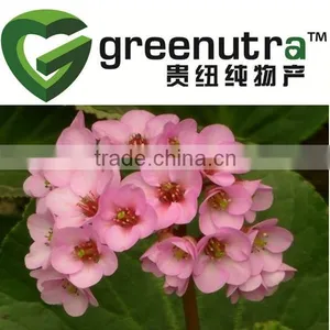 Bergeninum thumbnail-1