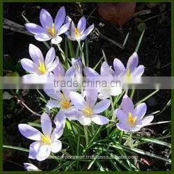 Rosemary Oil thumbnail-1