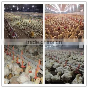 2017 Hot Sale Low Price Broiler Farm Equipment Automatic Poultry Feeding And Nipple Drinking System for Breeding Chickens thumbnail-2