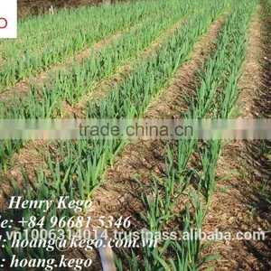 Fresh White Garlic Crop 2016 thumbnail-2