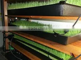 China Customized Plastic Seedling Propagation Flat Tray From Factory thumbnail-1