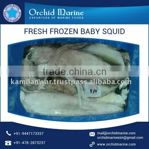Cleaned Frozen Baby Squid Available at Low Price thumbnail-1