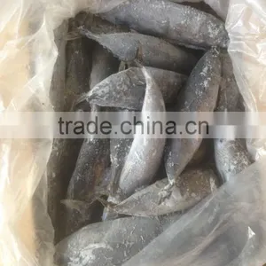 Sea Frozen Bonito Tuna thumbnail-4