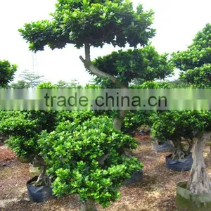 Ficus Microcarpa Exporter thumbnail-1