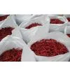 Red Chilli thumbnail-1