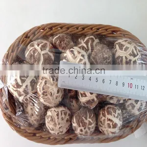 Dried Lentinus Edodes Shiitake thumbnail-2