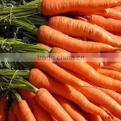 Fresh Carrot India/Fresh New Crop 2016 Carrot thumbnail-3