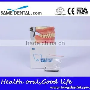 Dental Surgical Integrated Model Teaching Demonstration Teeth Model thumbnail-4