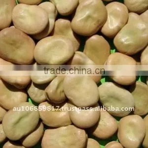 Faba Beans Faba Bean Fava Beans thumbnail-1