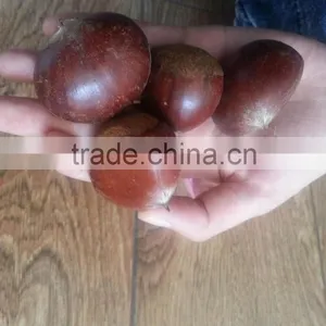 2015 Growth Edible Chestnuts Factory Direct Sales Price thumbnail-1