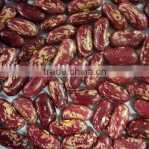 2011 New Crop Purple Speckled Kidney Beans thumbnail-1