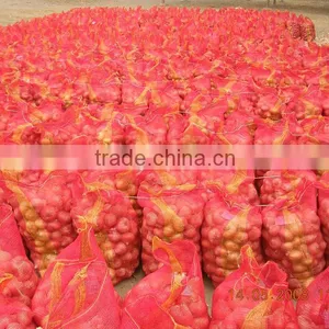 Onion ( Yellow - Red - White ) Crops 2014 thumbnail-1
