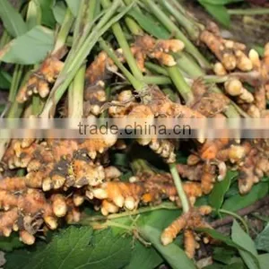 VIETNAM FRESH TURMERIC GOOD QUALITY thumbnail-4