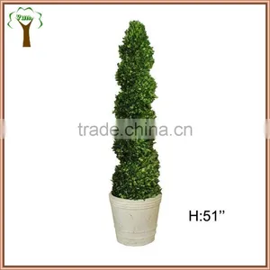Spiral Preserved Boxwood Tree in 51inches Tall thumbnail-1