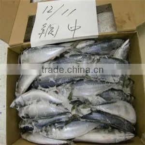 Frozen Mackerel Meaning thumbnail-1