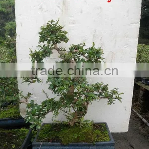 Carmona Bonsai Art 35cm thumbnail-1