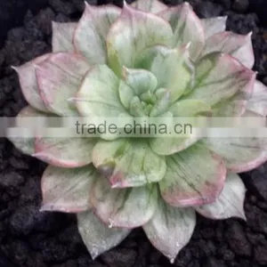 Echeveria Silver Prince Variegated, Decorative Plants Echeveria, Succulent Plants, Tropical thumbnail-2