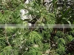 Asparagus Racemosus thumbnail-3