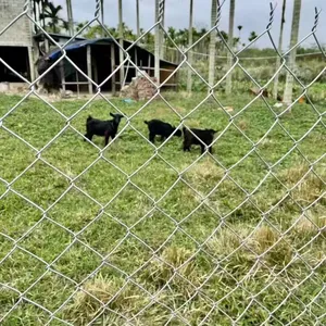 Chain Link Fence With 50mm Mesh Size for Animal Containment and Farm Use thumbnail-4