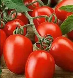 Hybrid F1 Tomato Seed Rio Grande Seed for Sowing Processing Tomato Indeterminate thumbnail-1