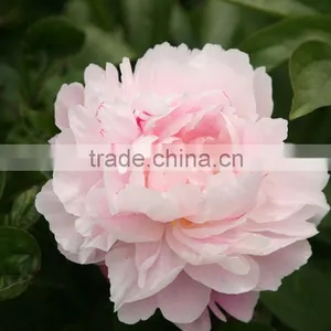 Color Hot Sell Three Heads White Peony thumbnail-4