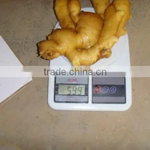 2015 Good Price of the Ginger From Shandong thumbnail-3