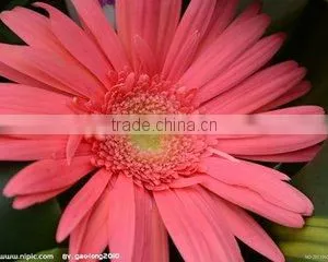 Preserved Flowers Fresh Cut Flowers Gerber Flower thumbnail-3
