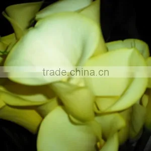 Cheap Wholesale High Quality Calla Lily From China Manufacture thumbnail-2