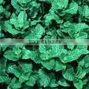 Spearmint Oil BP thumbnail-1
