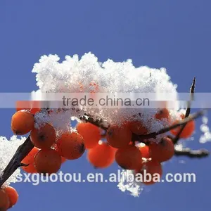 Organic Green Seabuckthorn Fruit Oil thumbnail-5