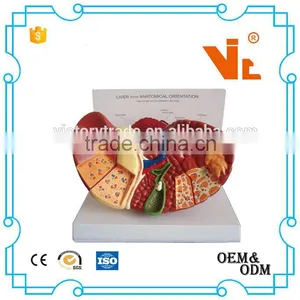 V-AM016 Liver Gallbladder Organ Model thumbnail-1