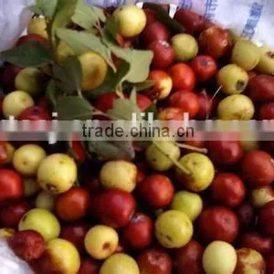 Factory Supply GMP Certified Red Jujube Oil thumbnail-3