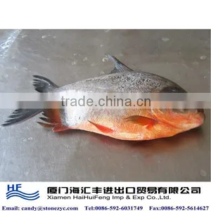 High Quality Farming Fish Pomfret thumbnail-1