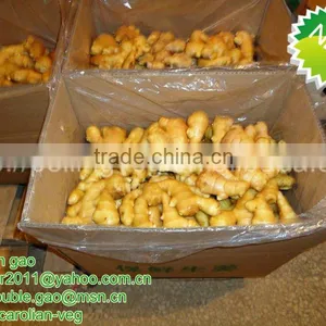 New Crop China Ginger Price 2012 thumbnail-1