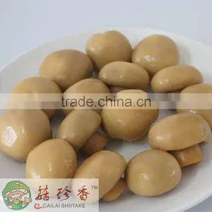Canned Champignon Mushroom of Factory Price thumbnail-2