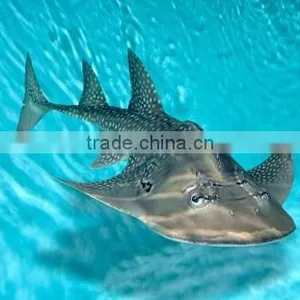 Sri Lanka Tropical Fish Aquarium Fish Ornamental Fish thumbnail-1