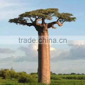 SJ2000600 Landscaping Decorative Outdoor Baobab Model Tree thumbnail-4