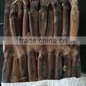 Fishing Product of Illex Squid thumbnail-2